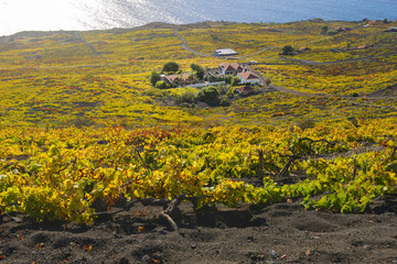 Vineyards of Fuencaliente in Autumn, La Palma Island, Canary islands in Spain © Noradoa