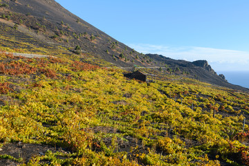Vineyards of Fuencaliente in Autumn, La Palma Island, Canary islands in Spain