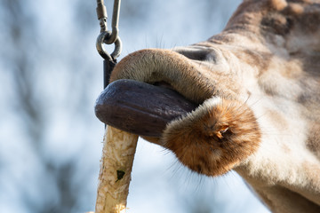 tongue of a giraffe