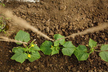 planting of young green cucumbers in a greenhouse