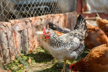 domestic poultry, chickens behind the fence