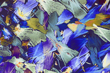 Photo through a microscope of crystals grown from a solution of oxalic acid in alcohol. Polarized...