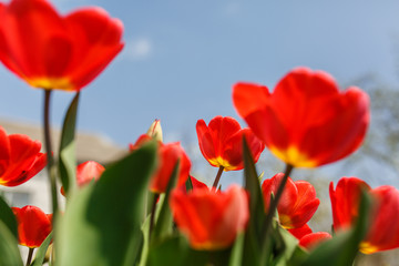 tulips in a home garden close-up. spring flowers