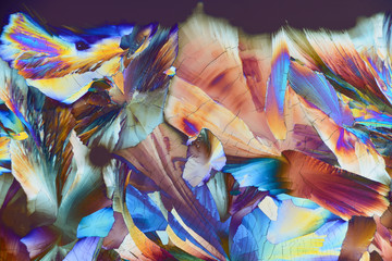 Photo through a microscope of crystals growing from a solution of DL-malic acid in alcohol. Polarized light technology.