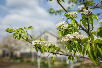 flowering spring trees white flowers cherry