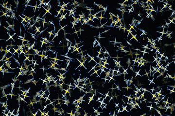 Photo through a microscope of crystals grown from a solution of CuCl in alcohol. Polarized light technology.