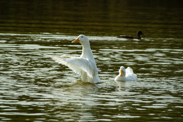 Large White Aylesbury Duck 