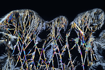 Photo through a microscope of crystals growing from a solution of succinic acid in alcohol....