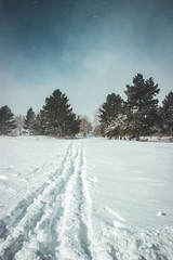 Snowstorm and trees in the Volcano Etna, winter and snowy day