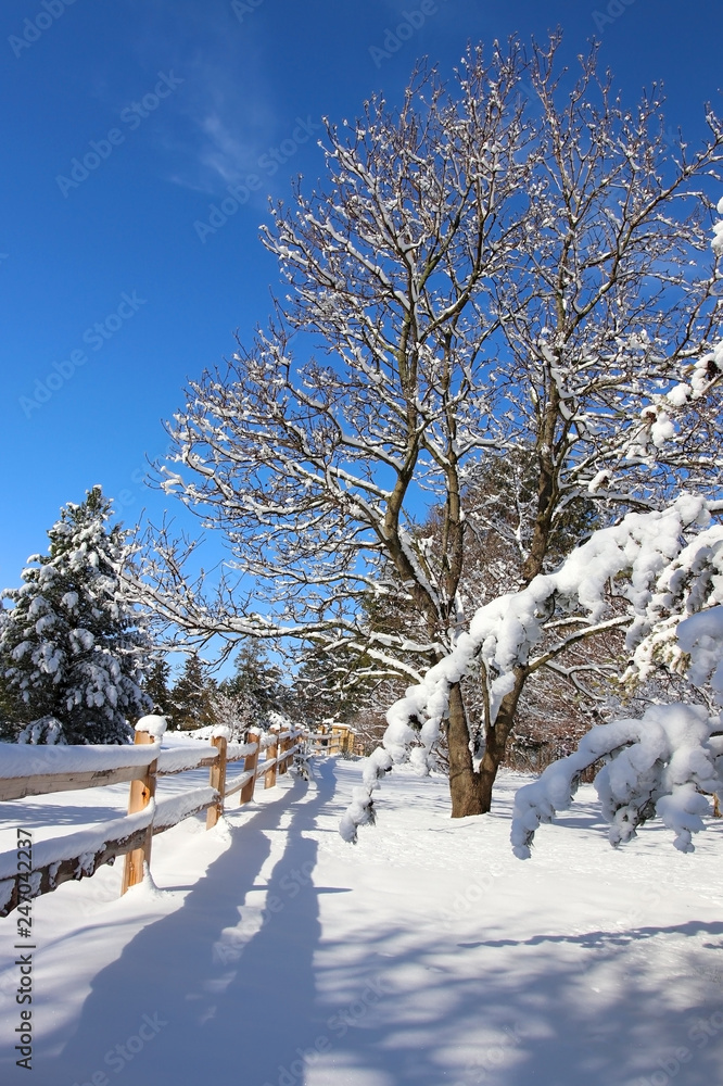 Wall mural Beautiful winter morning after snowfall background. Snowy landscape with trees along old style wooden fence in the covered by fresh snow forest in a bright blue sky background. Wisconsin nature. 