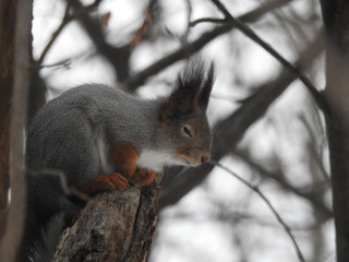 Red Squirrle in Grey Winter Coat on Tree Catching a Wink