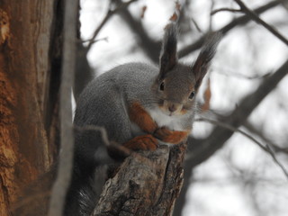 Red Squirrle in Gray Winter Coat on Tree Facing Camera