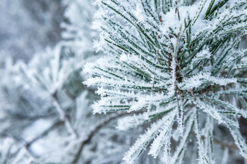 hoarfrost coniferous branches. winter holiday mood