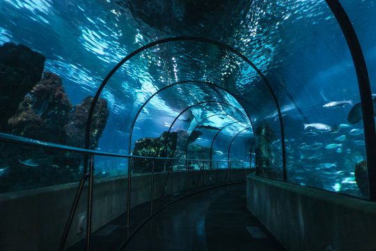 Tunnel into the water, best aquarium 