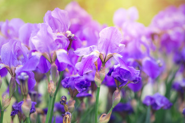 Beautiful iris flowers in the garden at sunset.