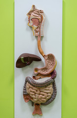 visual aid with the human digestive system