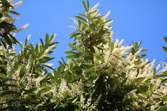 Many long white flowers of cherry laurel in spring, Germany