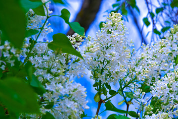 In spring, white sipenis bloomed on the branches.