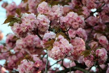Almond tree flowering in spring