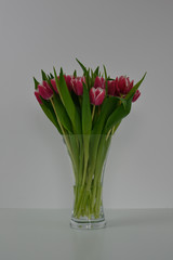 Tulpen rot weiß Vase