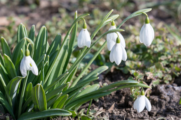 A group of snowdrops in bloom