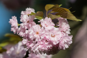 Beautiful pink Japanese cherry blossoms in spring season, sakura