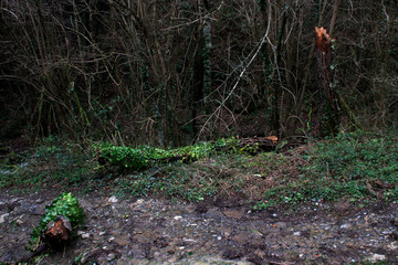 Arroyo