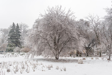 Landscape with frosted trees and branches and snow in a garden in winter season
