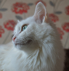 beautiful white Angora furry cat sitting sad at home