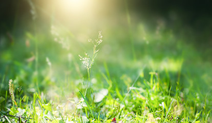 Green grass in the summer forest. Shallow depth of field, green nature background