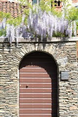 Old door and blue flowering wisteria frutescens in Italy