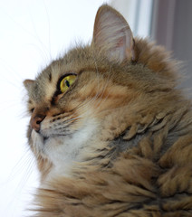 Fototapeta premium beautiful fluffy Siberian cat sits pensively at home