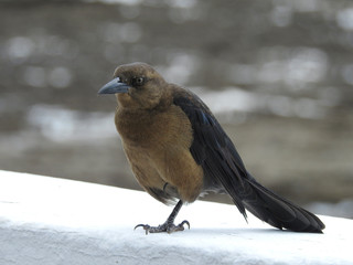 Panama City birds. America