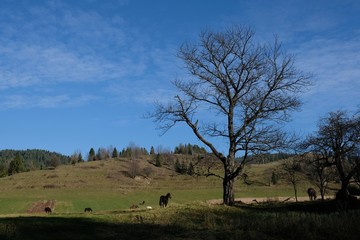 Polska, Pieniny - miejscowość Jaworki, pasące się konie