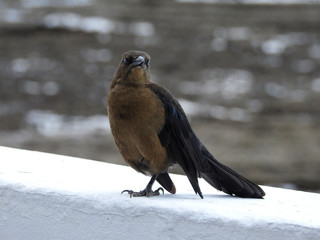 Panama City birds. America
