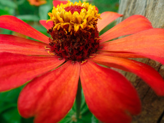 flora