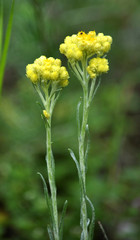 Flowering Helichrysum arenarium