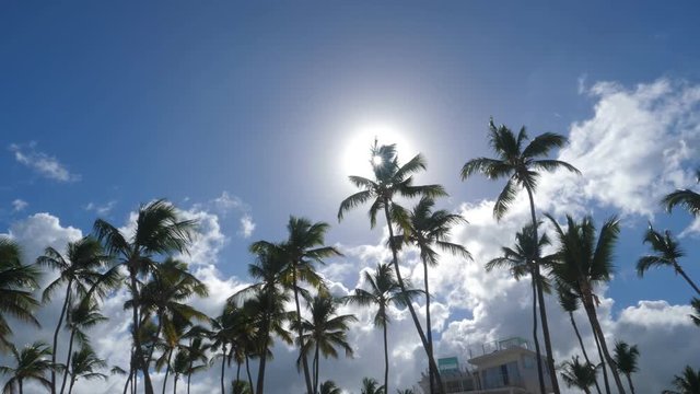 Sun light through top of coconut palm trees , nobody