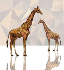 two giraffes with reflection