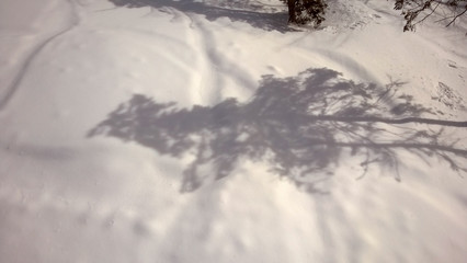The shadow of a tree in the snow