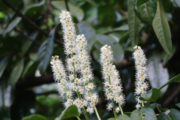 Prunus laurocerasus with large white flowers in spring