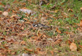 the chaffinch mimicry