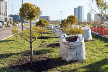 Pine trees were planted next to sacks of soil in the wasteland against the background of residential buildings.