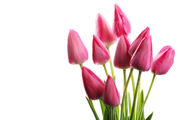 pink tulips on a white background