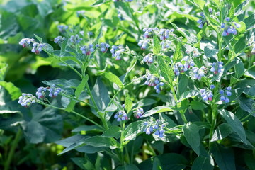 Fototapeta na wymiar The lush bush of common comfrey (Symphytum officinale) blooms in summer sunny day.