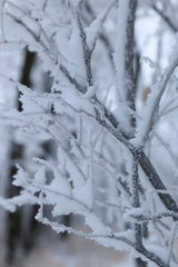 Frosty forest morning