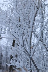 Frosty forest morning