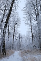 Frosty forest morning