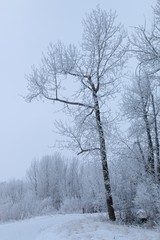 Frosty forest morning