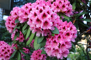 Big Rhododendron flowers